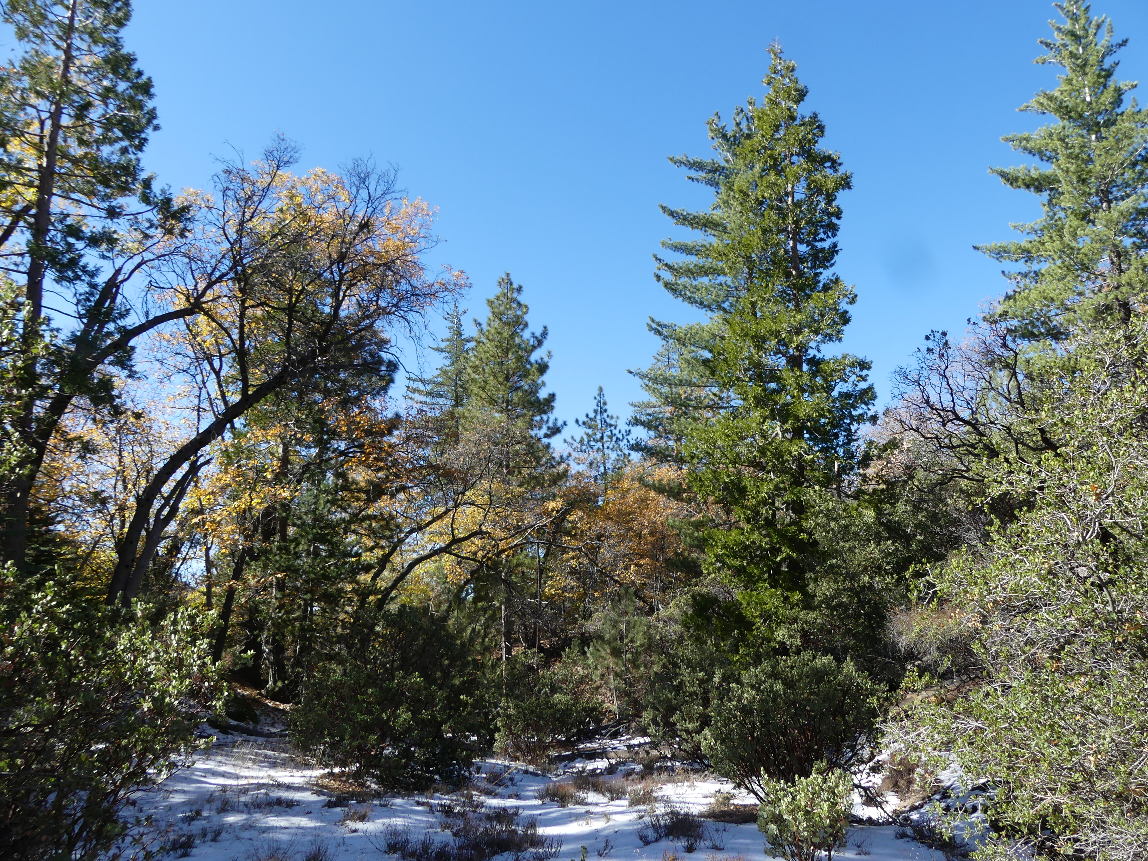 A view of the San Jacinto Forest Dynamics Plot in winter 2022.